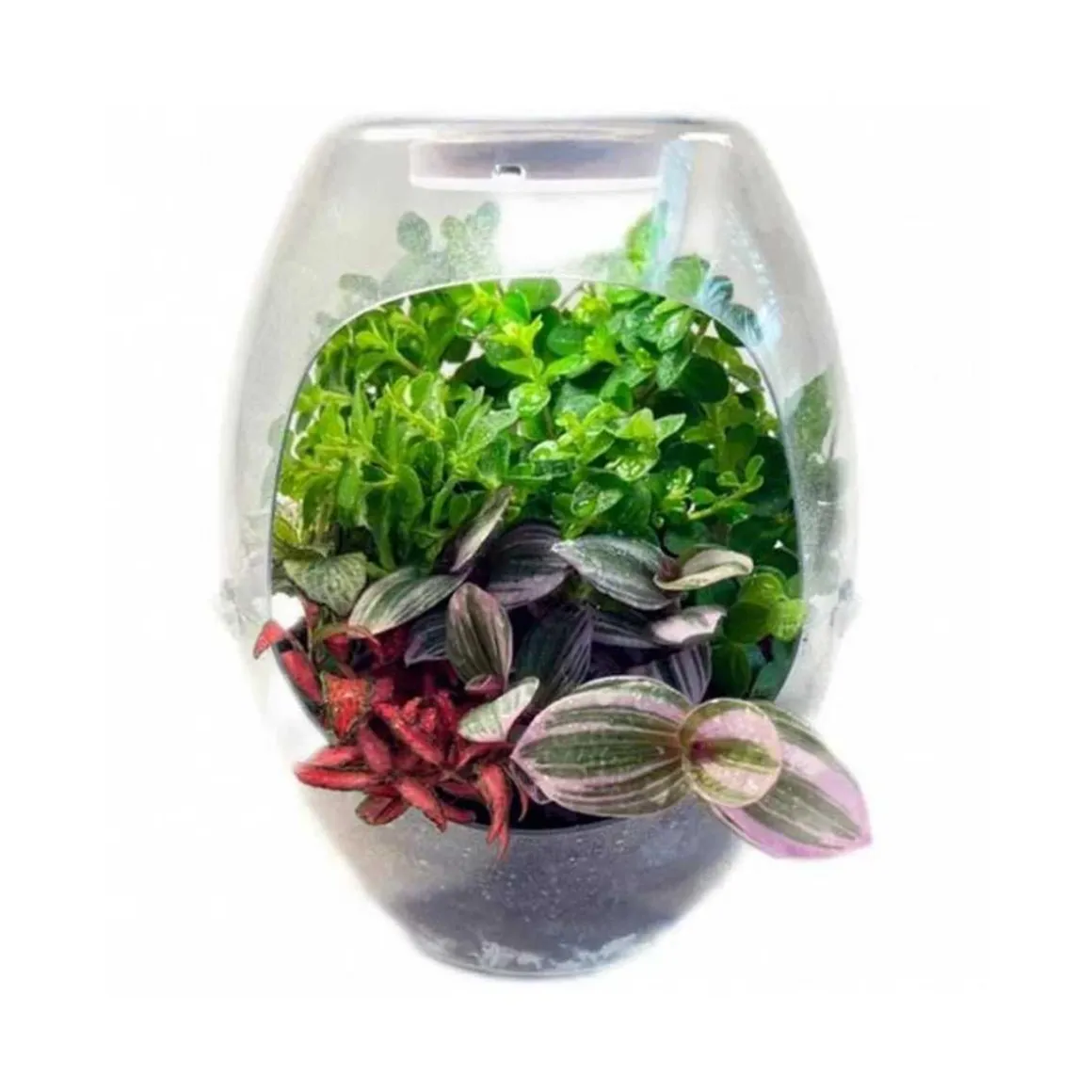 Cefa Toys - Terrario educativo con luz y libro guía Botanicefa Plus ㅤ