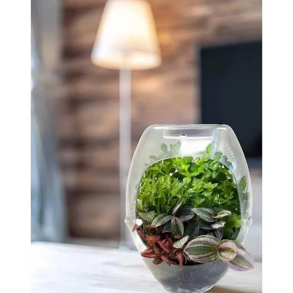 Cefa Toys - Terrario educativo con luz y libro guía Botanicefa Plus ㅤ