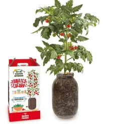 Kit de cultivo de tomate Cherry orgánico para interior